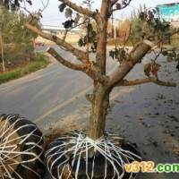 占地果树/处理果树/枣树 山楂树 核桃树