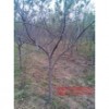 桃树 苹果树 2--4公分量大