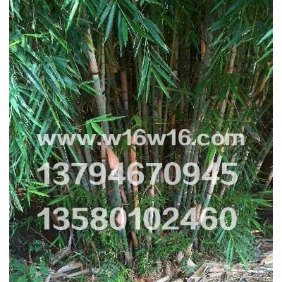 观赏竹 供应粉单竹苗大单竹苗白毛单竹苗油单竹苗