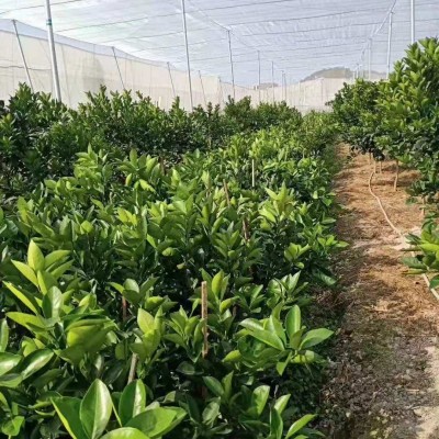 大棚结实防虫网40目柑橘防虫网光泽好纯新料制作