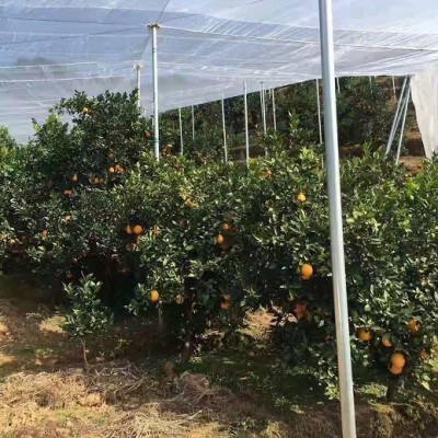 生产果树种植防虫网农业专用40目密度适中的防虫网