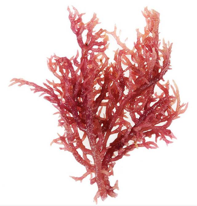石花菜刺菜褐藻龙须菜鹿角藻麒麟菜进口如何进行清关操作呢