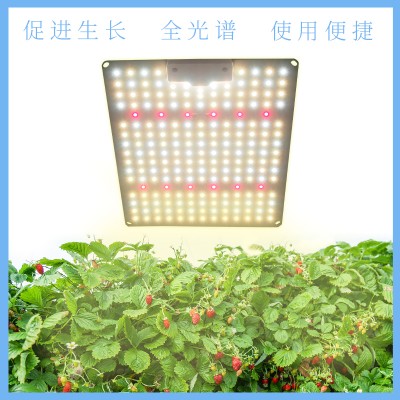 量子板植物灯