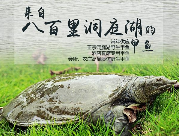 生态甲鱼苗批发多少钱_生态甲鱼苗市场z新价格行情_全网聚焦