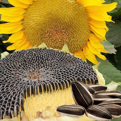 进口乌克兰葵花籽如何清关