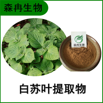 森冉生物 白苏叶提取物 荏叶提取物 比例提取原料粉