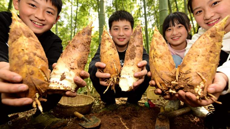 踏春招募中！苏州三六六社会实践：探秘皖南溶洞，体验挖笋野趣